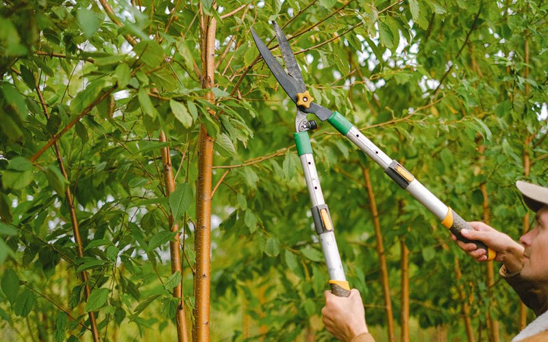 Tree trimming in Addis, LA